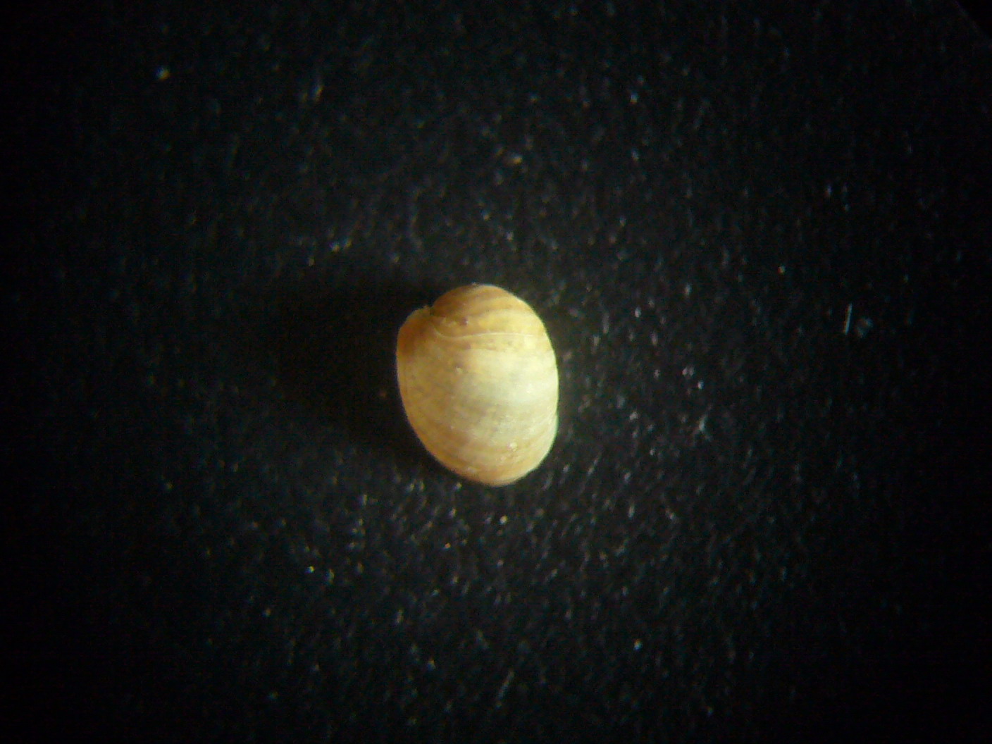 Laona flexuosa